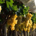 Vigneti: Scatta proroga di tre anni su tutto il territorio nazionale dei diritti di impianto