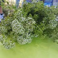 Con "#ORIGANO Profumi, Sapori, Colori e Utilizzi " alla scoperta delle tradizioni antiche