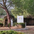 “Un Albero per Amico”, anche Andria aderisce alla Giornata nazionale dedicata agli alberi