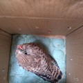 I Federiciani recuperano un Falco Grillaio a Palazzo Ducale