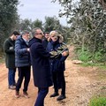 Xylella in agro di Bitonto, assessore Paolicelli: “Caso isolato, manteniamo alta l’attenzione "