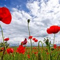 “Le strade della Liberazione”, nella Bat fiori alla memoria partigiana