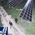 Sventato furto di pannelli solari in un campo fotovoltaico: intervento della "Vigilanza Giurata "