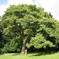 Alberi di paulownia donati al Comune di Andria