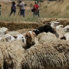 Parco Alta Murgia, un laboratorio dal basso per fare impresa