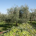 Crisi olio, Italia Olivicola: Sostegno ai produttori e trasparenza flussi olii provenienti dall'estero