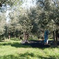 Lavorazioni nei fondi agricoli contro la xylella entro il 10 maggio: sanzioni per chi non ottempera