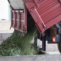 Cresce in Puglia nell'ultimo decennio la produzione di olio d'oliva