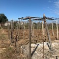Xylella Fastidiosa, ARIF Puglia avvia attività di monitoraggio nel territorio di Andria