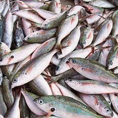 160 chili di prodotti ittici sequestrati nel porto di Trani