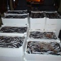 Donati a Casa Accoglienza 700 kg di pesce confiscato