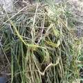 Per piogge incessanti fieno marcito: timori per gli allevamenti di bovini e pecore