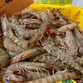 L'export dell'agroalimentare pugliese traina la ripresa economica