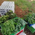 La scuola "Verdi-Cafaro " dona il raccolto dell'orto scolastico al Banco alimentare della vicina parrocchia