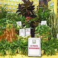 Smog: Coldiretti Puglia, arrivano piante mangia polveri