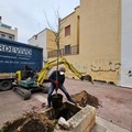 Nuove piantumazioni in città grazie all'iniziativa di 3Place ed alla generosità di alcuni cittadini