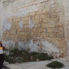 La città è invasa dai topi, scatta l'allarme
