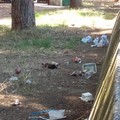 Ripulita la pineta della villa comunale: ma fino a quando sarà rispettata?