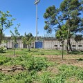 Pineta di Andria, piantumati sei alberi con le donazioni di 3Place