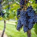 Frenata per l'export del vino pugliese a causa del covid 19