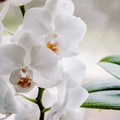 La storia dell’Orchidea per un nuovo Patto sociale