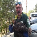 Poiana ferita recuperata dai volontari delle Guardie federiciane
