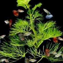 Poker di pesce a tavola
