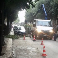 Montepulciano: "Potature scriteriate nella nostra città "