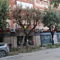 Andria: avviata la potatura dei lecci nella zona centrale
