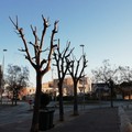 L’Associazione 3Place contesta le potature effettuate in via Mattia Preti e viale Virgilio