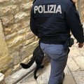 Sequestrato stupefacente ad Andria, fondamentale il fiuto di Zlatan il cane poliziotto