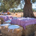 In agriturismi vendite dimezzate di cibo, vino ed olio evo per parziale chiusura ristorazione