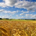 Trebbiati da malviventi decine e decine di ettari di grano nelle campagne di Andria, Minervino e Spinazzola