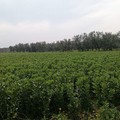 Nuovo direttivo dell'Associazione Regionale Pugliese dei Tecnici e Ricercatori in Agricoltura