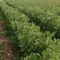 Agricoltura, Confagricoltura Bari-BAT: “Reclutamento manodopera prioritario per garantire i raccolti