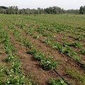 La terra si conferma ‘bene rifugio’ in Puglia con +1,7% valore