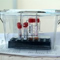 Bollettino covid: in Puglia registrati 132 casi positivi su oltre 11mila test
