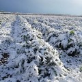 Rimborsi gelate 2018, Andria Lab3: «Posizione strumentale della consigliera Fracchiolla»