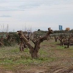 Strada "Andria - Trani ": il 1 gennaio 2016 il viaggio inaugurale