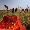 Movimento Idea: "L'agricoltura pugliese non è mai stata priorità del governo regionale "
