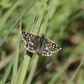 "Alta Murgia: un Parco per api e farfalle ": le attività progettuali hanno rilevato oltre 80 specie, tra cui alcune rare