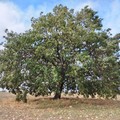 Salgono a 252 gli alberi monumentali in Puglia: tre di questi sono nell'agro di Andria