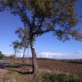 Contrada Abbondanza di Andria: una quercia monumentale da salvare