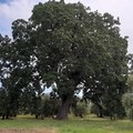 Due alberi monumentali censiti ad Andria, nell'elenco nazionale del Mipaaf e Regione Puglia