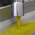 Buone notizie per l'olio d'oliva di cultivar coratina: deciso nuovo limite degli steroli