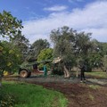 Sull'olio di oliva scatta l'obbligo di consegna delle olive entro sei ore dalla raccolta