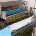Campagna olivicola: arriva la proroga per l'obbligo consegna olive entro sei ore