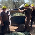 Al via raccolta olive in Puglia con produzione a picco (-40%) per siccità e caldo record