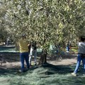 Scatta la raccolta delle olive in Puglia, al via oggi