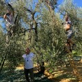 Olivicoltura italiana, un patto etico fra produttori, frantoiani, trasformatori e industriali